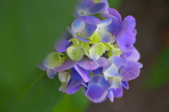 太平山の紫陽花♪14