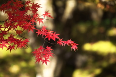 古峰神社の秋♪5