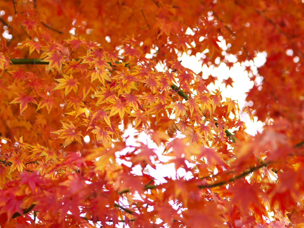 さよなら紅葉♪11