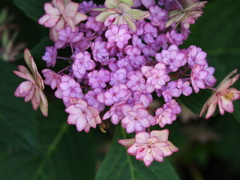 紫陽花の頃♪14