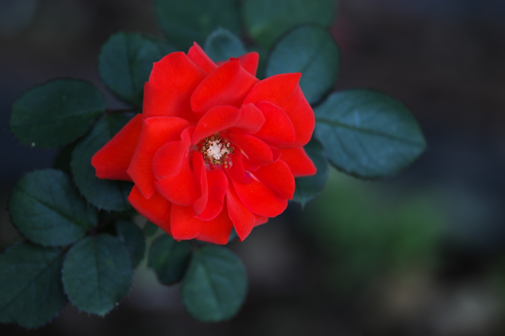 秋の薔薇・井頭公園♪5