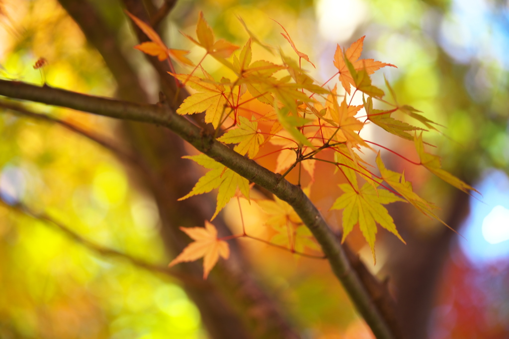 紅葉の頃・富弘美術館♪7