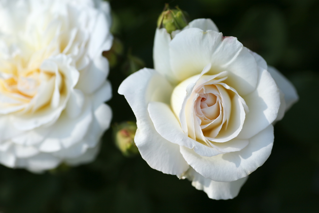 薔薇香る頃♪11