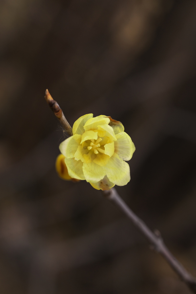 公園の小さな春♪3