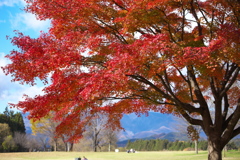 だいや川公園の秋♪1