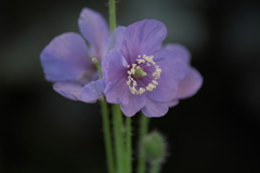 山野草の囁き♪10