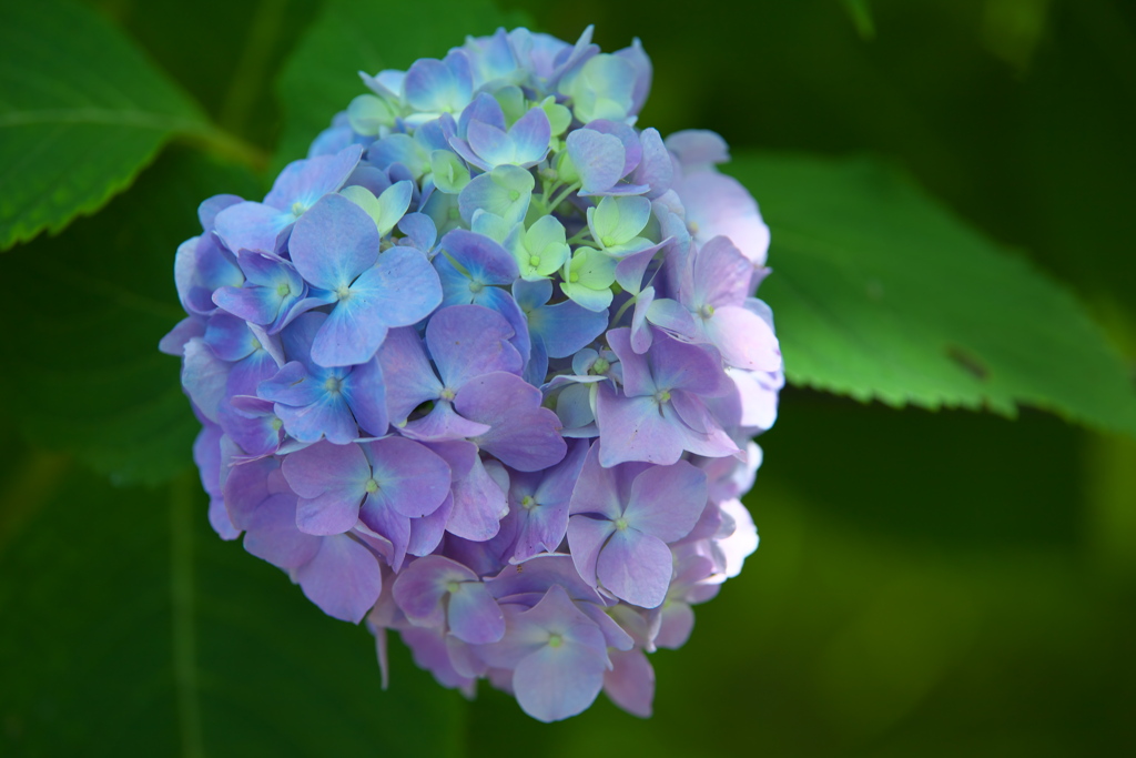 紫陽花・権現堂公園♪15