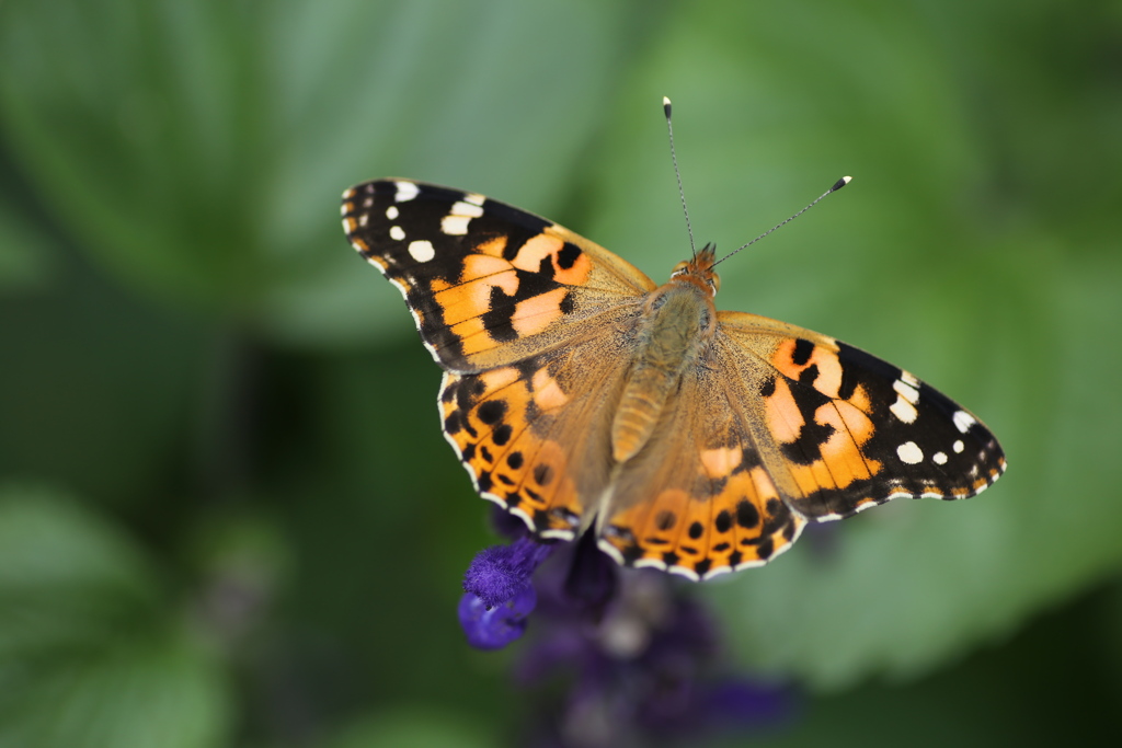 フラワーパークは私の庭♪2