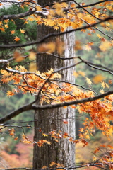 紅葉・古峯園♪1