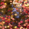 深まる秋Ⅱ♪5