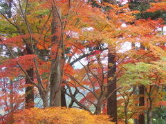 紅葉・金蔵院♪2