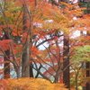 紅葉・金蔵院♪2