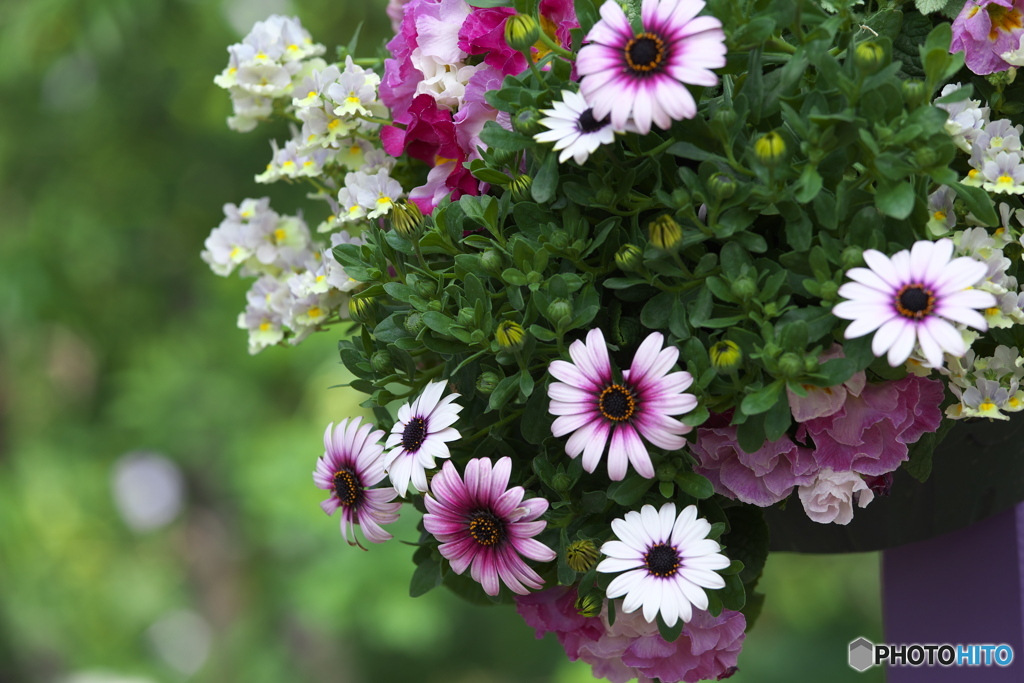 微笑みの花たち♪11
