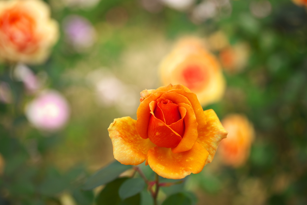 秋の薔薇♪6