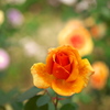 秋の薔薇♪6