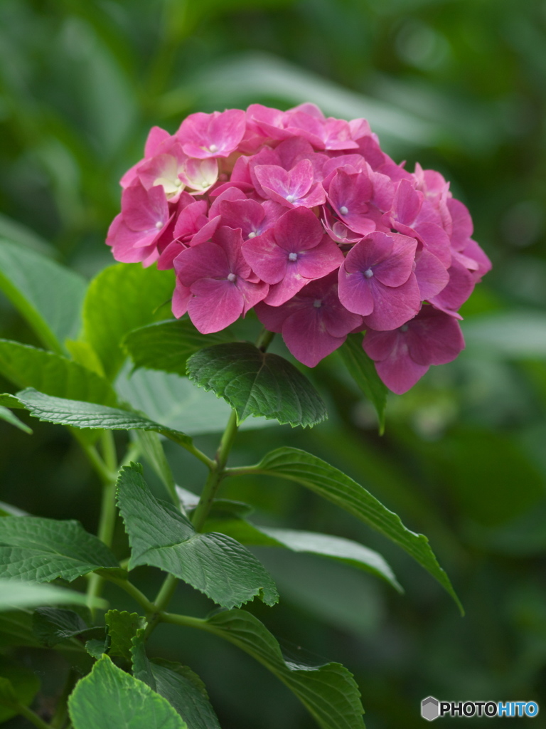 権現堂堤の紫陽花♪２