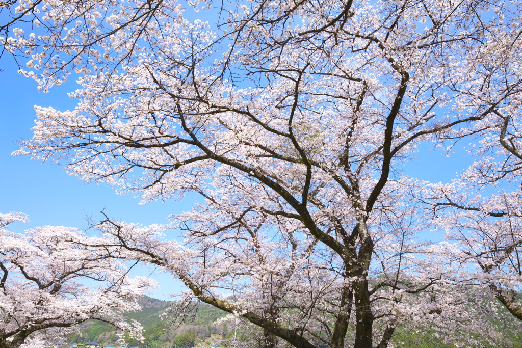 佐柄見の桜♪2