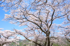 佐柄見の桜♪2