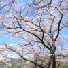 佐柄見の桜♪2