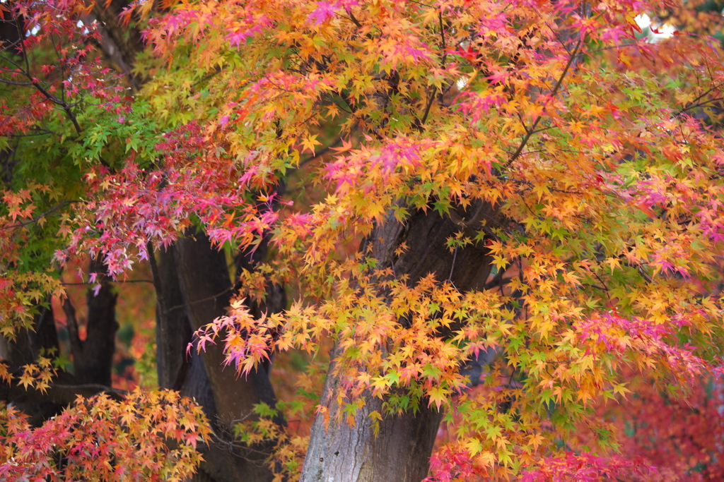 紅葉の頃・富弘美術館Ⅱ3