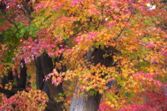 紅葉の頃・富弘美術館Ⅱ3
