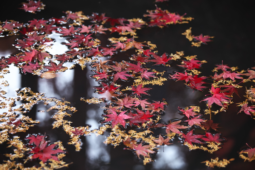 崇禅寺・紅葉の頃♪4