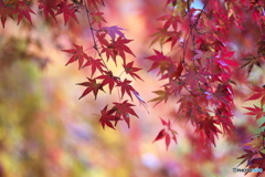 井頭公園の秋