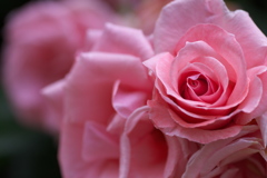 初夏のフラワーパーク♪6