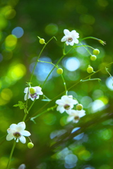 自然園の夏Ⅱ♪3