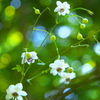 自然園の夏Ⅱ♪3