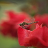 薔薇の微笑み♪4