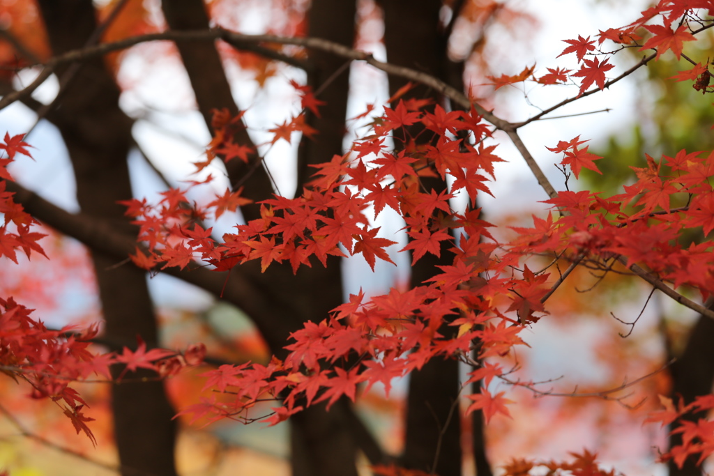 富弘美術館・紅葉♪14