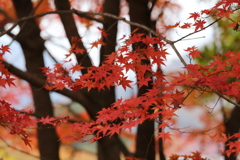 富弘美術館・紅葉♪14