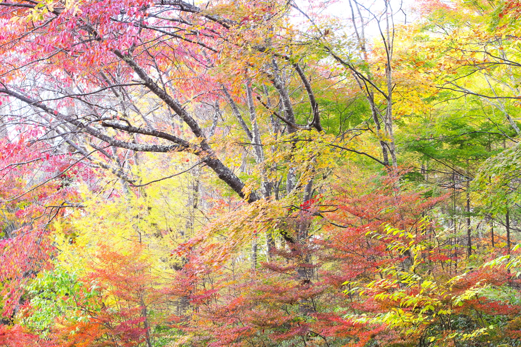 紅葉・日光♪10