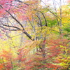 紅葉・日光♪10