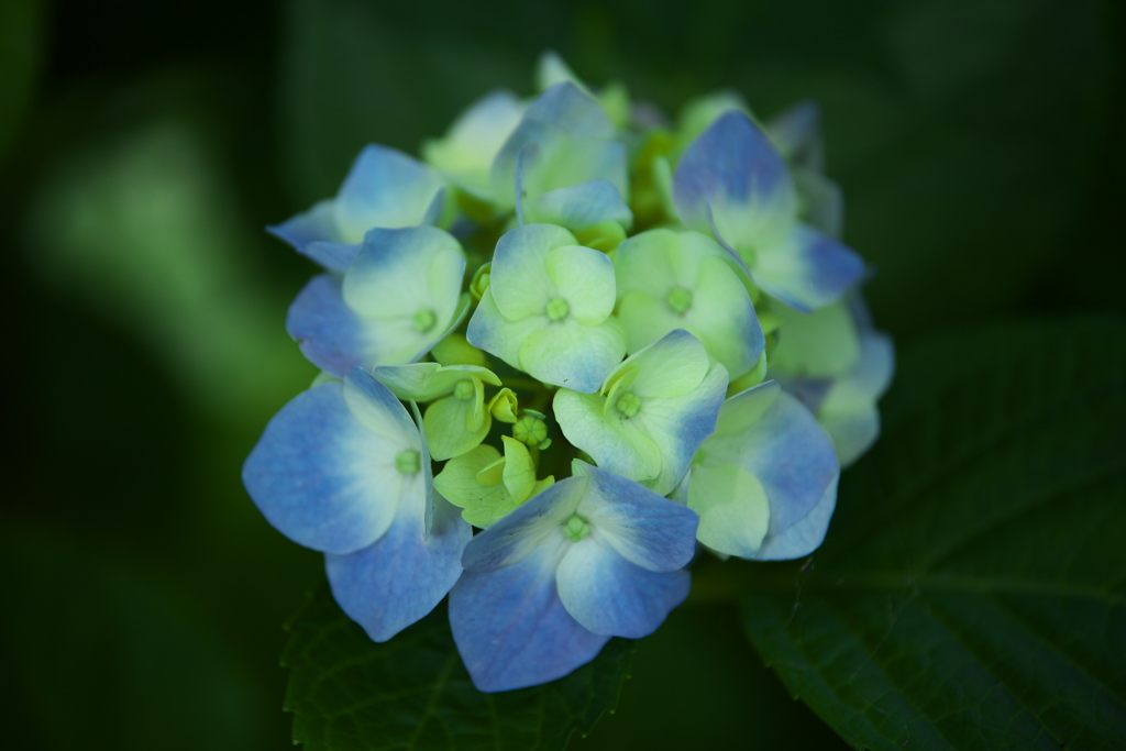 紫陽花・権現堂公園♪1