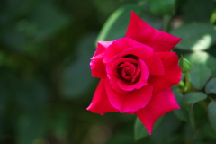 真夏の薔薇♪4