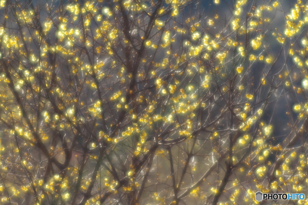 冬空に蝋梅香る