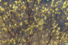 冬空に蝋梅香る