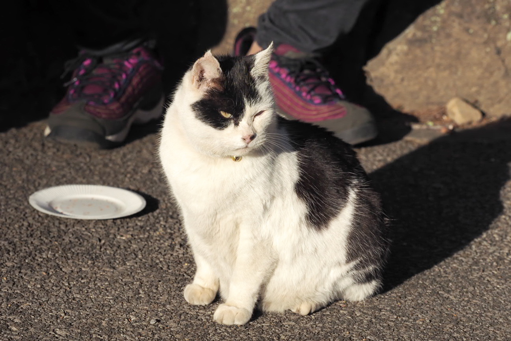 冬のニャンコ♪2