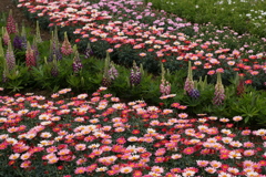 春がいっぱい♪17