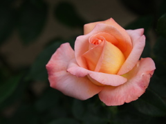 薔薇の微笑み♪18