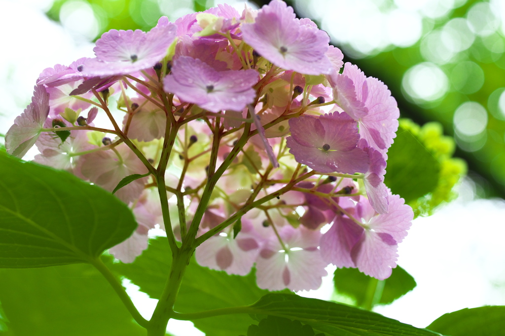 紫陽花・太平山♪2