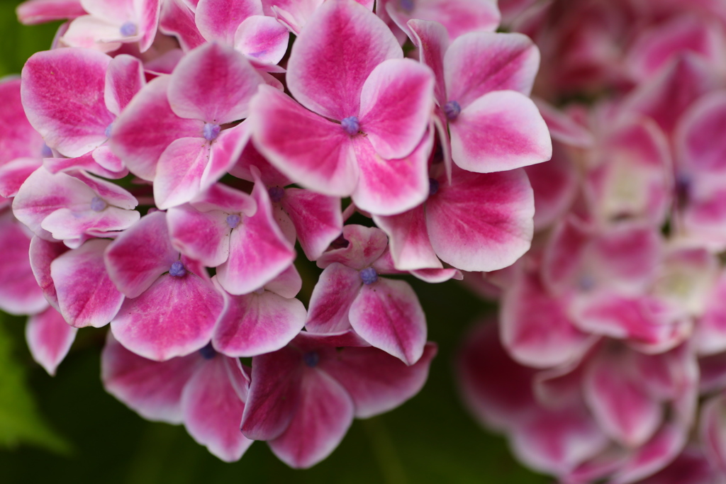 権現堂堤の紫陽花♪３