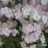 花木センターにて♪6