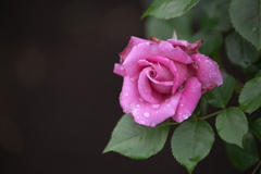 雨の日の薔薇♪5
