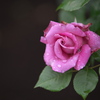 雨の日の薔薇♪5