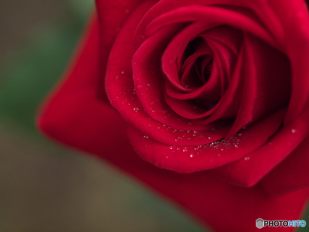 井頭公園の薔薇♪５