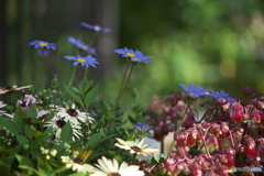 微笑みの花たち♪27