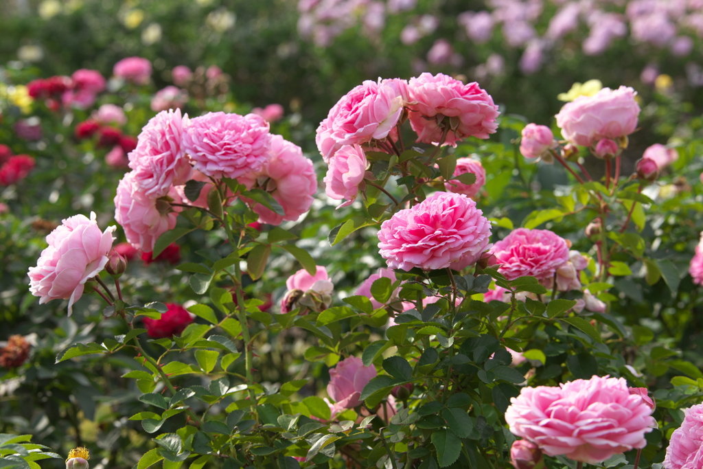 秋の薔薇♪7